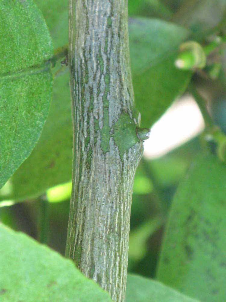              Second - third year twig (Winter Haven, FL)       